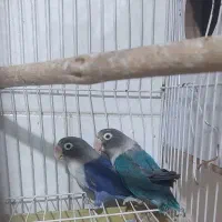 یک جفت کوتوله مولد