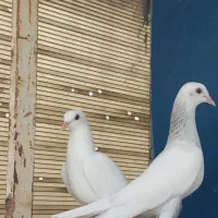 کبوتر پتی واله|پرنده|اصفهان, پروین|دیوار