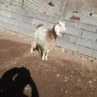 بز گوسفند|حیوانات مزرعه|مشگین شهر, |دیوار