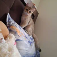 گربه بریتیش گلد گم شده