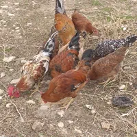 خروس کوردی ووارگ جوان