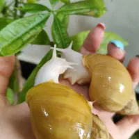 انواع حلزون ها