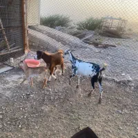 کهر نر وماده