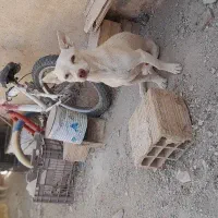 پاپی نر
