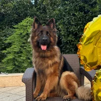 گمشده سگ ژرمن شپرد ماده ۳ ساله