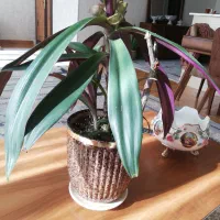 گل موسی در گهواره