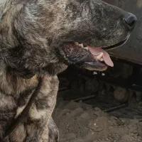 واگذاری سگ گله