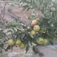 سیب محلی تازه