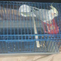 طوطی عروس دستی باقفس|پرنده|محمدیه-قزوین, |دیوار