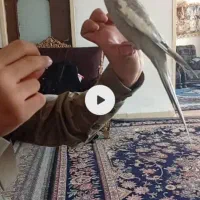 عروس هلندی گمشده