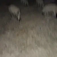 اجاره باغ پسته ای برای چرای گوسفند