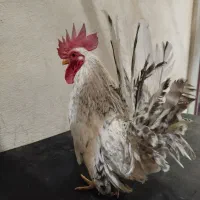 خروس ژاپنی|حیوانات مزرعه|هشتگرد, هشتگرد قدیم|دیوار