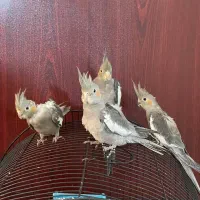 ۶عدد پرنده|پرنده|رشت, چمارسرا|دیوار