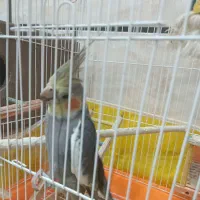 عروس هلندی|پرنده|علی‌آباد کتول, |دیوار