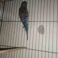 تعدادی مرغ عشق جوجه سرحال وزیبا ودستی|پرنده|بروجرد, |دیوار