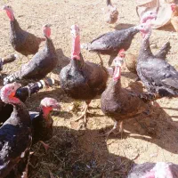 بوقلمون نروماده