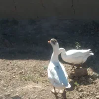غاز