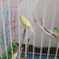 قناری ماده فروش فوری