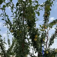 1000متر-زمین-در-سربندان-دماوند