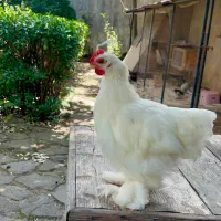 نیمچه خروس کوشین