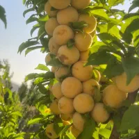 فروش نقدی یا معاوضه باخودرو یا آپارتمان یا کشنده