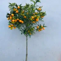 گل و درخت
