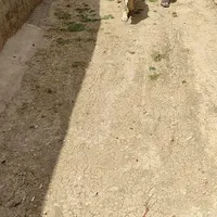 سگ سرابی اصل|سگ|کرمانشاه, |دیوار