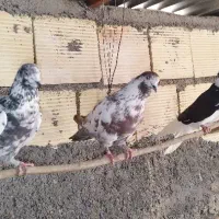 ۳ عدد نر به شرط پرواز/ و تعدادی کبوتر