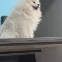 گمشده نژاد پامر