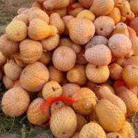 کدو حلوایی شیرین