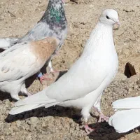 کبوتر پرشی قیمت تومتن نوشتم بخانید مرسی|پرنده|هشتگرد, شهرک اداری|دیوار