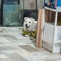 سگه دورگ مخصوص نگهبانی وآپارتمان