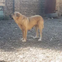 واگذاری سگ ماده پژدر جوان و سالم|سگ|قزوین, |دیوار