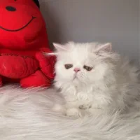 گربه پرشین سوپر فلت ۲/۵ ماهه پسر|گربه|تبریز, |دیوار