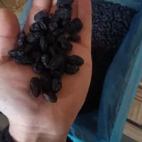 کشمش سیاه بدون هسته(مویز بدون هسته)|خوردنی و آشامیدنی|تاکستان, |دیوار