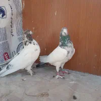 یه جفت کله دم سبز|پرنده|محمدشهر, محمدشهر|دیوار