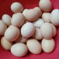 تخم مرغ نطفه دار اصیل آمروک وبرهما