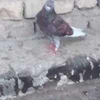 شازده سرور|پرنده|قم, ولیعصر|دیوار