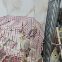 عروس هلندی|پرنده|نسیم‌شهر, |دیوار