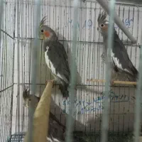 کوتوله مولد وعروس هلندی جوجه وکار|پرنده|کهک, |دیوار