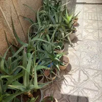 تعدادی گلدان آلوئه ورا، سرحال و شاداب و بزرگ|گل و گیاه طبیعی|قزوین, |دیوار