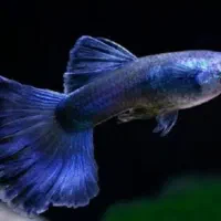 فروش ماهی آکواریومی