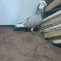 کفترقره هفرنگ ساده سبزشامی پولکی دم سفیدهم نرهوایی|پرنده|مشهد, طبرسی شمالی|دیوار