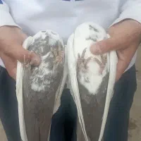 کبوتر|پرنده|الشتر, |دیوار