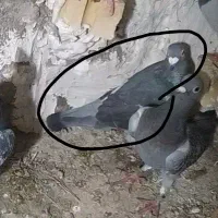 کبوتر گمشده|پرنده|گالیکش, |دیوار