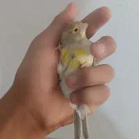 قناری مست|پرنده|بم, |دیوار