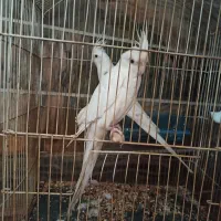 عروس هلندی چند جفت نرو ماده