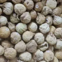 انجیر استهبان 2A