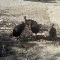 بوقلمون چاق وگوشتی فروشی|حیوانات مزرعه|لیکک, |دیوار