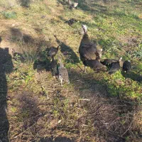 جوجه بوقلمون دوماهه نیمچه ( مرغ اوردک غاز)|حیوانات مزرعه|سنگر, |دیوار